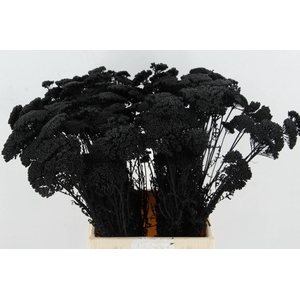 DF Achillea Paint Bs Black