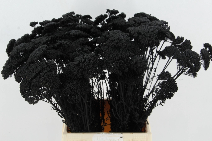 <h4>DF Achillea Paint Bs Black</h4>