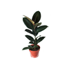 FICUS ELASTICA BURGUNDY P17