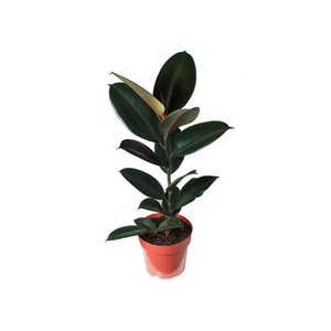 FICUS ELASTICA BURGUNDY P17