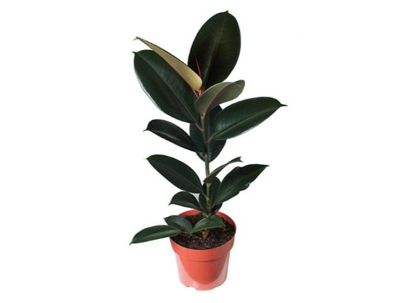 <h4>FICUS ELASTICA BURGUNDY P17</h4>