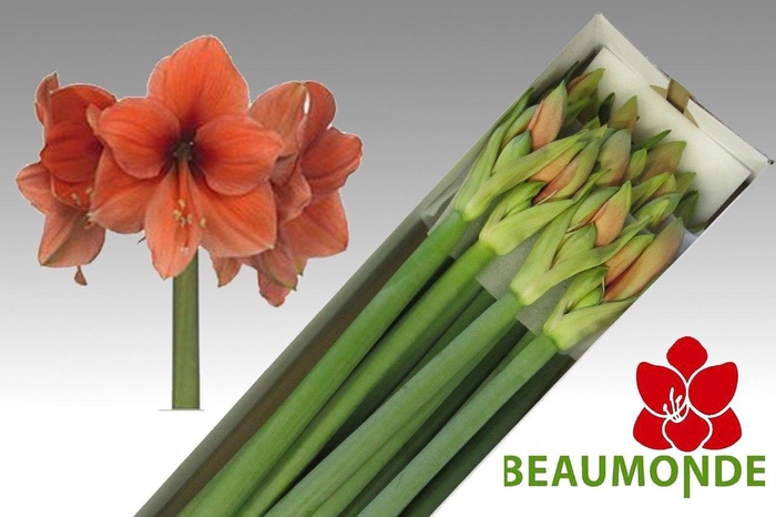 <h4>HIPP GA DESIRE</h4>