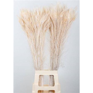 Pauwenveren Bleached White