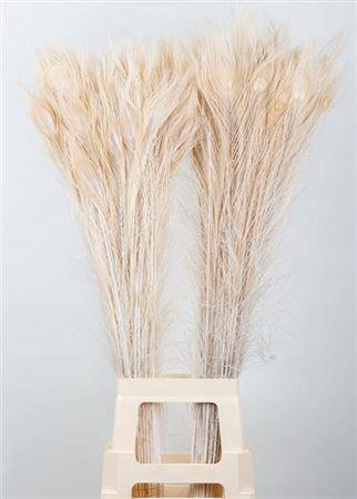 Pauwenveren Bleached White