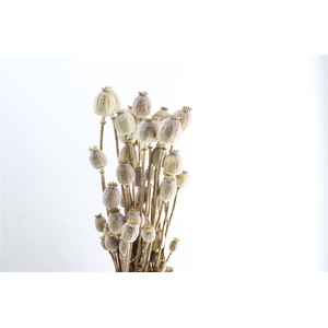 Dried Papaver Natural Bunch