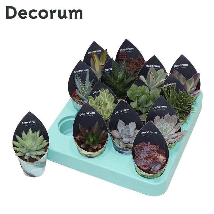 Succulenten Mix (14spc.) (decorum) Decorum Potcover
