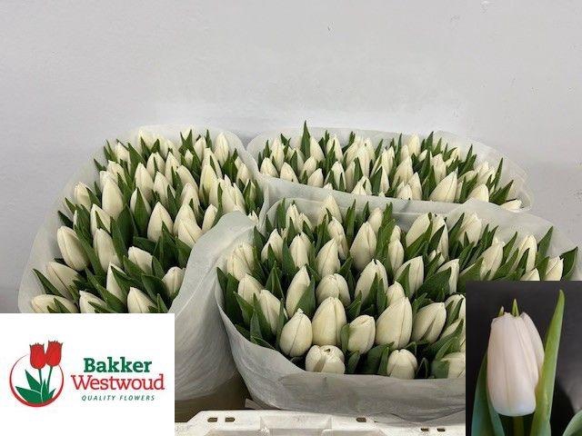 <h4>TU EN UPDATE</h4>