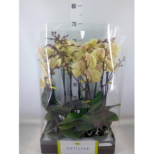 Phalaenopsis   ...yellow