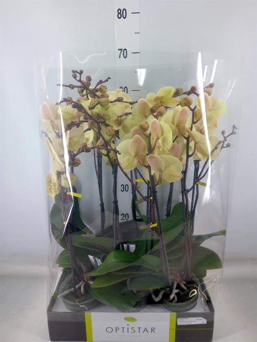 <h4>Phalaenopsis   ...yellow</h4>