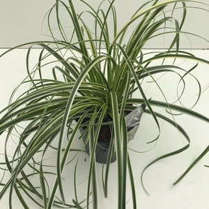 Carex 'Feather Falls' P17 (2ltr)