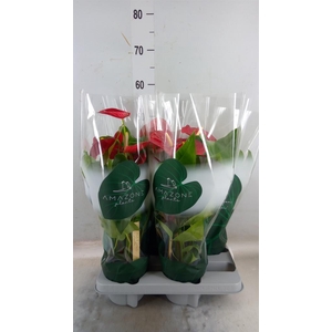 Anthurium andr. 'Nevada'