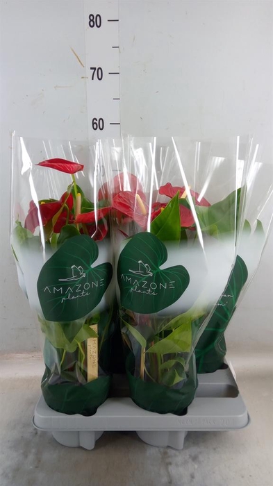 <h4>Anthurium andr. 'Nevada'</h4>