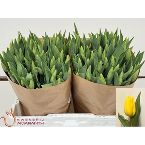 Tulipa si strong gold