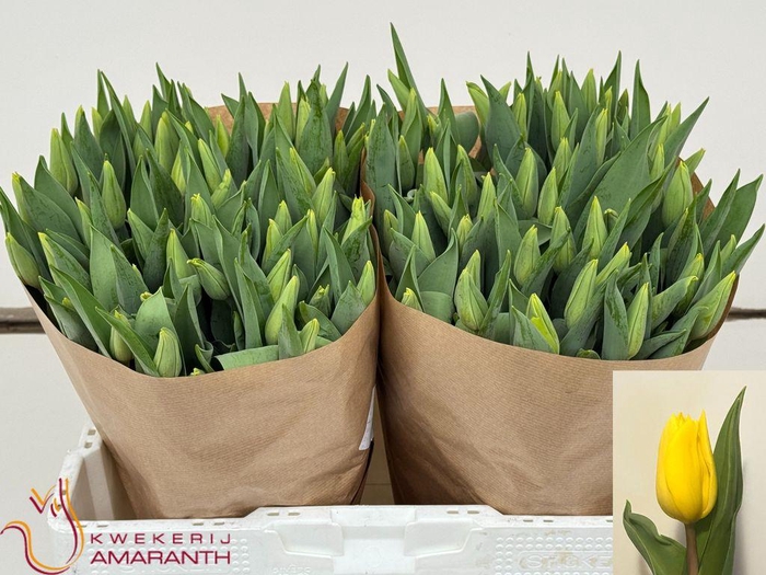 <h4>Tulipa si strong gold</h4>