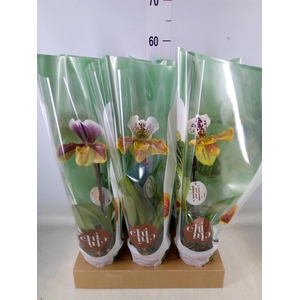 Paphiopedilum  'Amerikaanse hybrid'