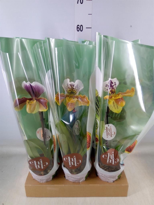 <h4>Paphiopedilum 'Amerikaanse hybrid'</h4>