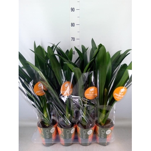 Clivia miniata