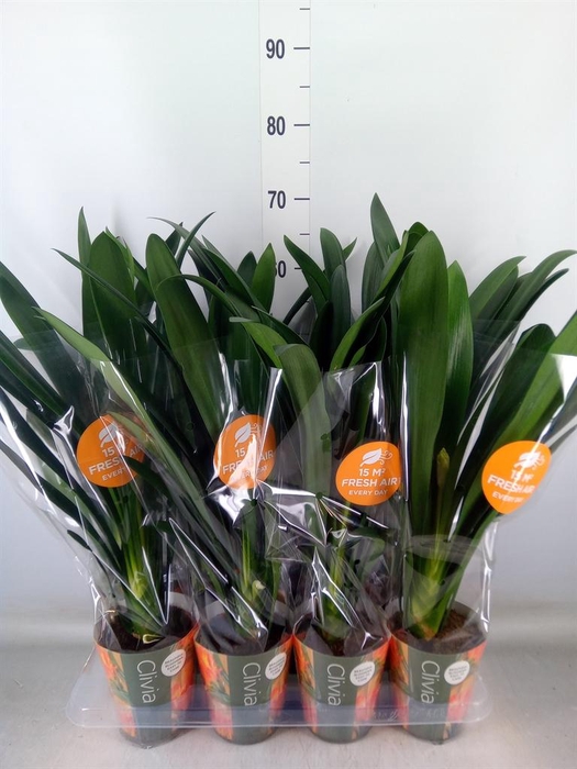 <h4>Clivia miniata</h4>