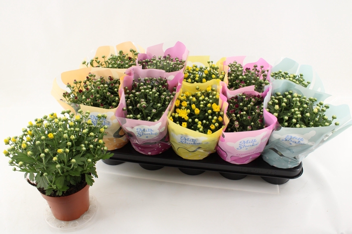 <h4>CHRYS MILKSH GEM</h4>