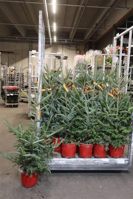 <h4>Abie Fraseri</h4>