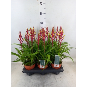 Guzmania  'Misty'
