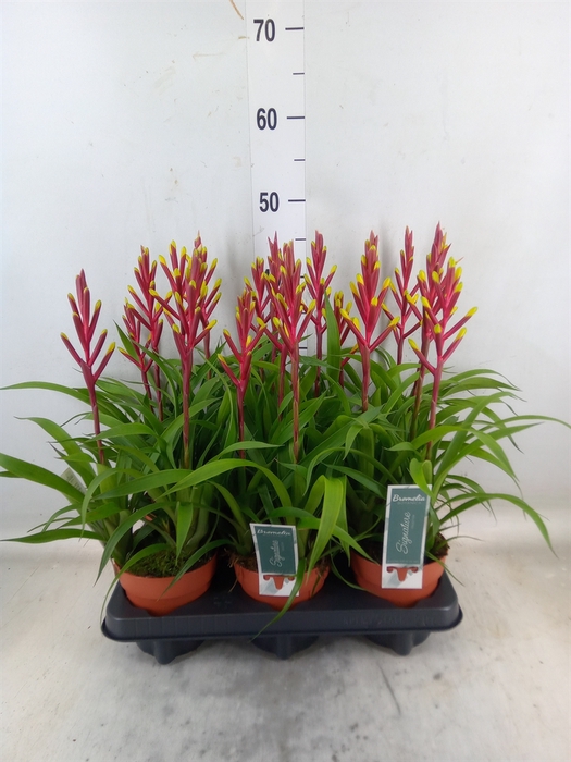 <h4>Guzmania  'Misty'</h4>