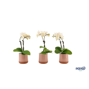 Valencia Roze Tiny Dolls Wit 2T12+ aqu@