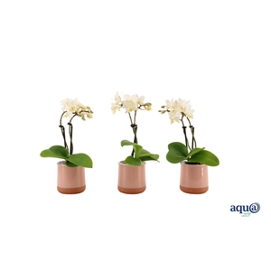 Valencia Roze Tiny Dolls Wit 2T12+ aqu@