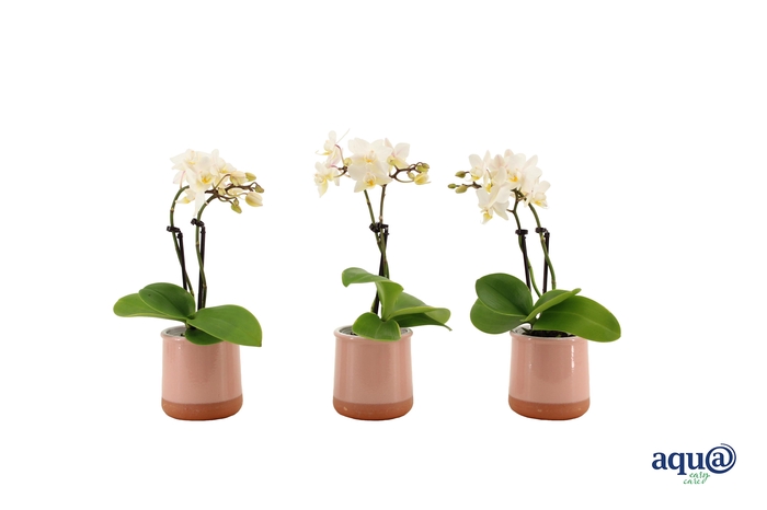 <h4>Valencia Roze Tiny Dolls Wit 2T12+ aqu@</h4>