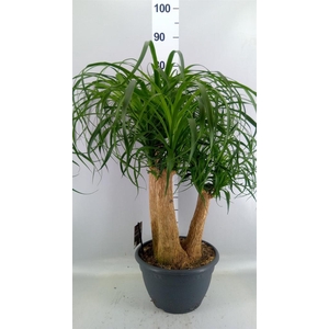 Beaucarnea recurvata