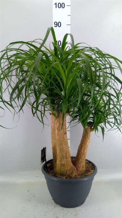 <h4>Beaucarnea recurvata</h4>