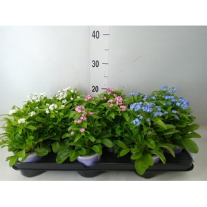 Myosotis   ...mix