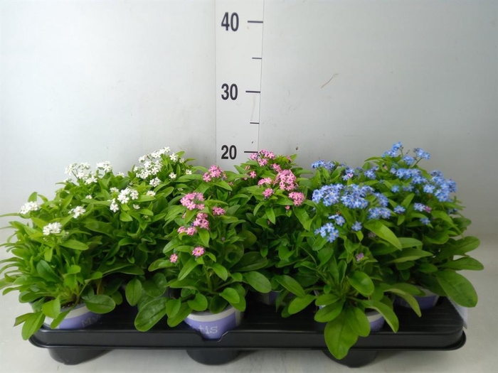 <h4>Myosotis   ...mix</h4>