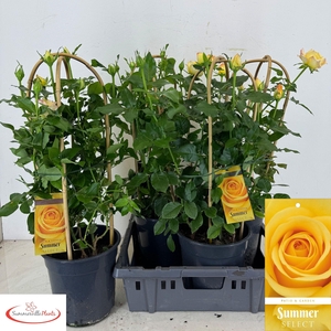 ROSA FL SUM SELECT