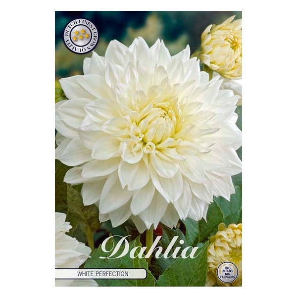 <h4>Dahlia White Perfection x1</h4>