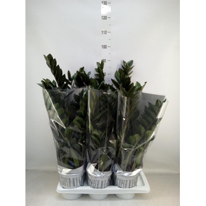 Zamioculcas zamiifolia 'Super Nova'