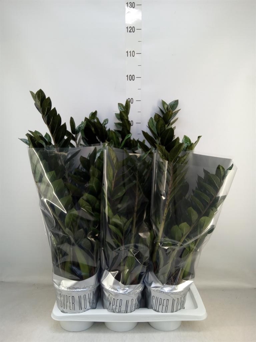<h4>Zamioculcas zamiifolia 'Super Nova'</h4>