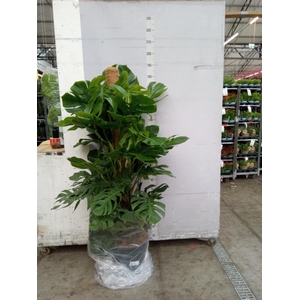 Monstera pertusum