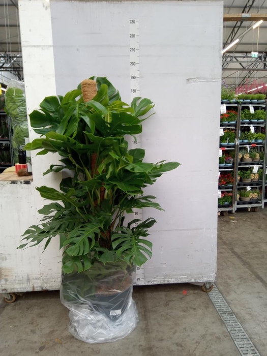<h4>Monstera pertusum</h4>