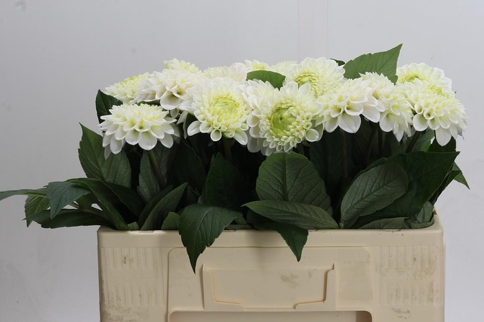 <h4>Dahlia Caro</h4>