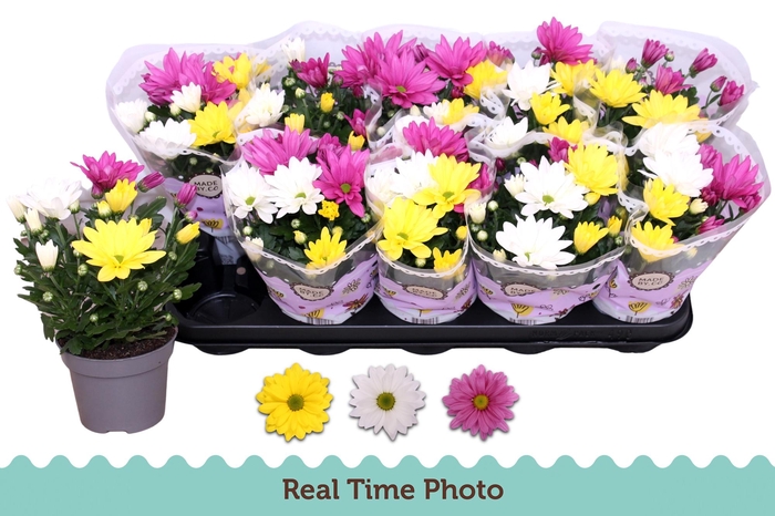 <h4>CHRYS GEM IN POT</h4>