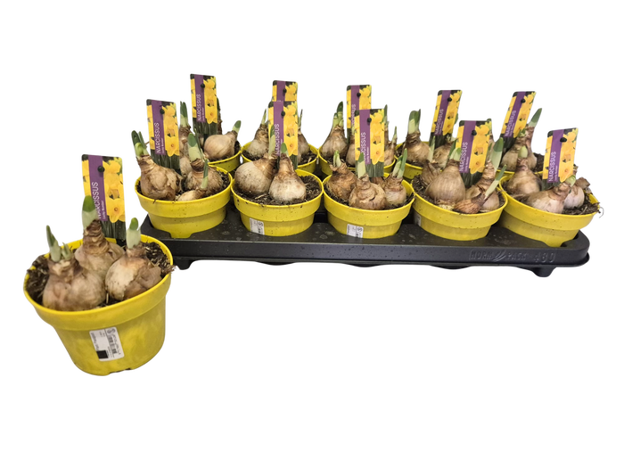 Bol op pot Narcis 12cm Lucky Number