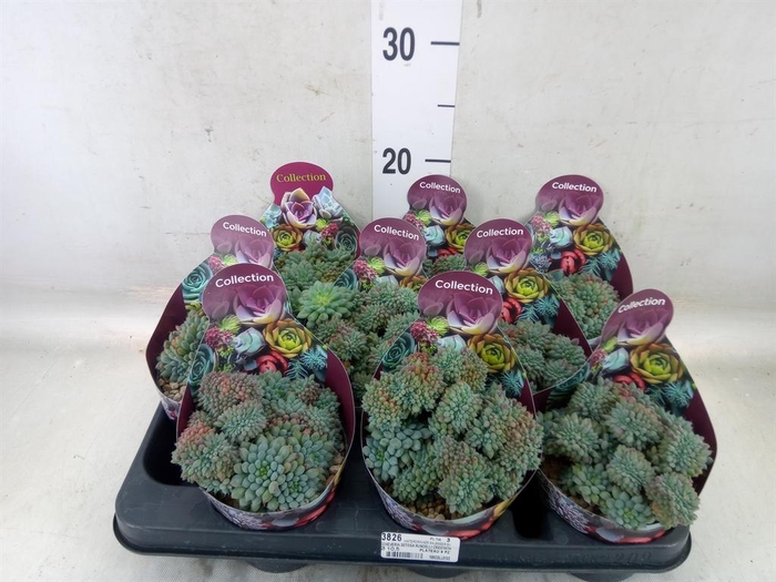 <h4>Echeveria   ...</h4>