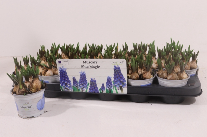 <h4>MUSCAR BLUE MAGIC</h4>