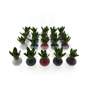 Wax Hyacint Herfstkleuren 'Marble mix'