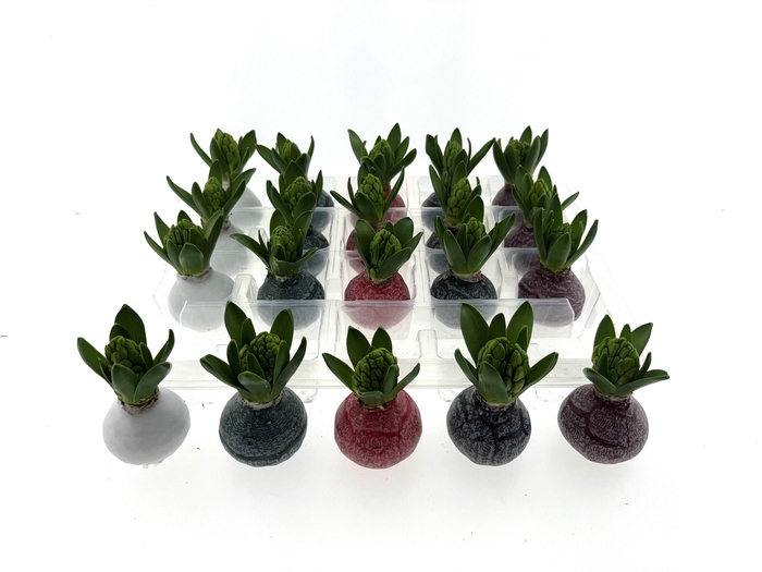 <h4>Wax Hyacint Herfstkleuren 'Marble mix'</h4>