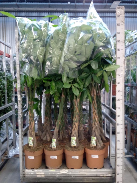 <h4>Pachira aquatica</h4>