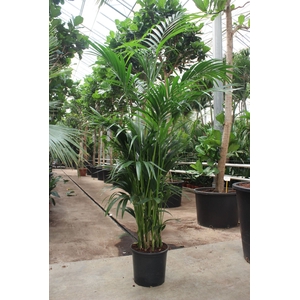 Howea forsteriana