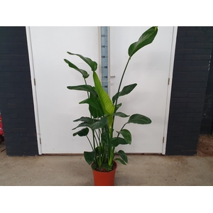 STRELITZIA NICOLAI