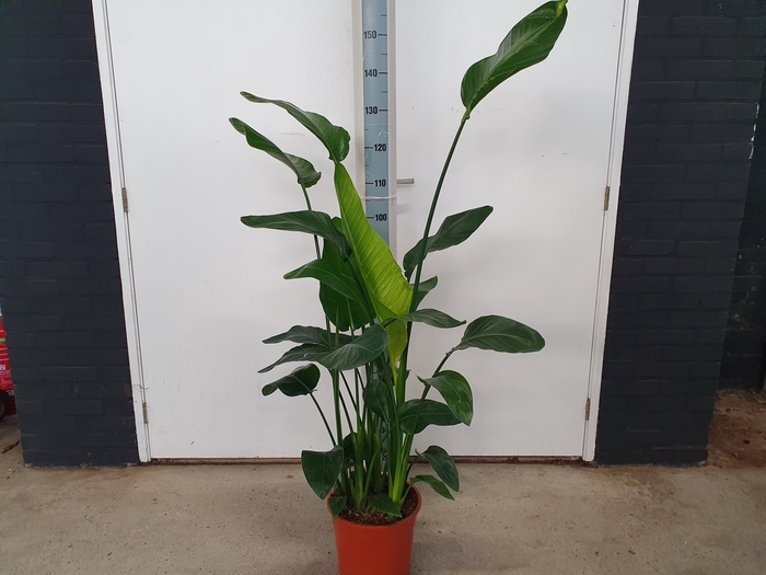 <h4>STRELITZIA NICOLAI</h4>
